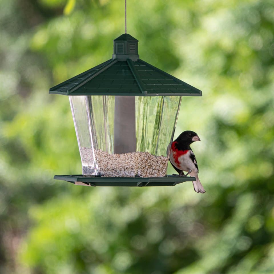Covered Seed Bird Feeder